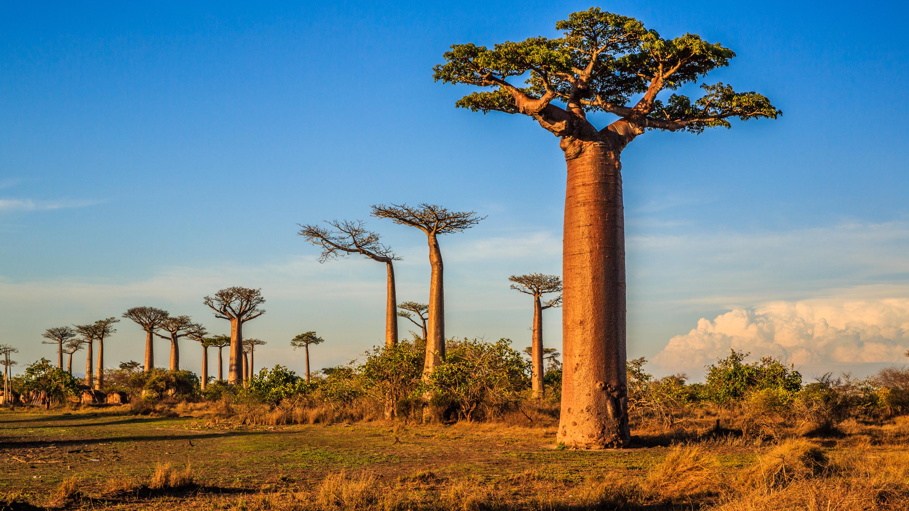  Zambia y Kenia